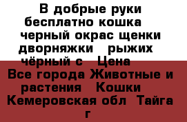 В добрые руки бесплатно,кошка,2.5черный окрас,щенки дворняжки,3 рыжих 1 чёрный,с › Цена ­ - - Все города Животные и растения » Кошки   . Кемеровская обл.,Тайга г.